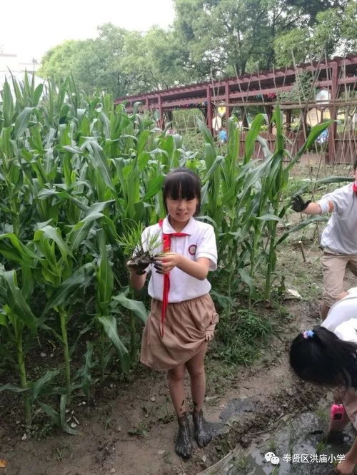 洪廟小學創新實踐 有機稻谷種植活動點亮勞動教育新篇章