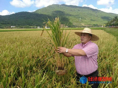 三亞水稻覆膜種植試驗田測產創海南單產歷史最高紀錄 有機稻谷種植研發