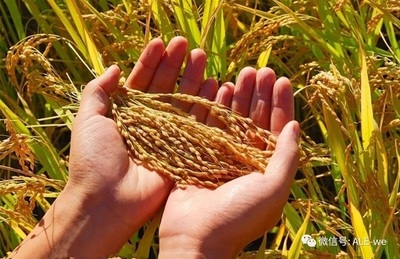 沙漠奇跡 六團(tuán)合作社的有機(jī)稻谷種植研發(fā)之路